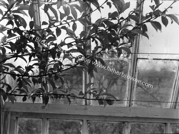 THE PEACH HOUSE , EMO COURT, WITH JOHN TREACY, GARDENER.